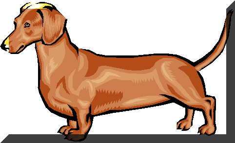 Picture of a dachshund
